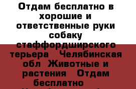 Отдам бесплатно в хорошие и ответственные руки собаку стаффордширского терьера - Челябинская обл. Животные и растения » Отдам бесплатно   . Челябинская обл.